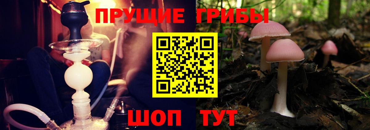 Моздок  Псилоцибиновые грибы Psilocybe  хочу   Псилоцибиновые грибы Psilocybe  Вход с VPN 